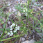 Hedge parsley