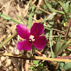 Winecup Clarkia