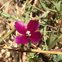 Winecup Clarkia