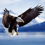 Cover Image of डाउनलोड Bald Eagle HD Wallpaper 1.0 APK