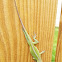 Green anole