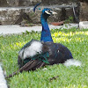 Indian Peacock