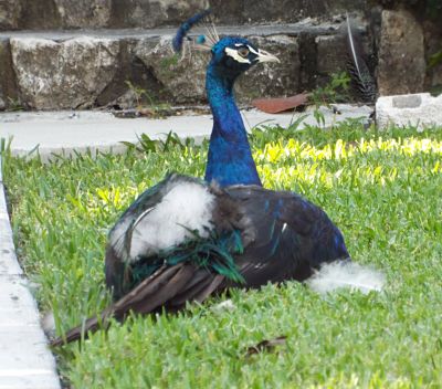 Indian Peacock