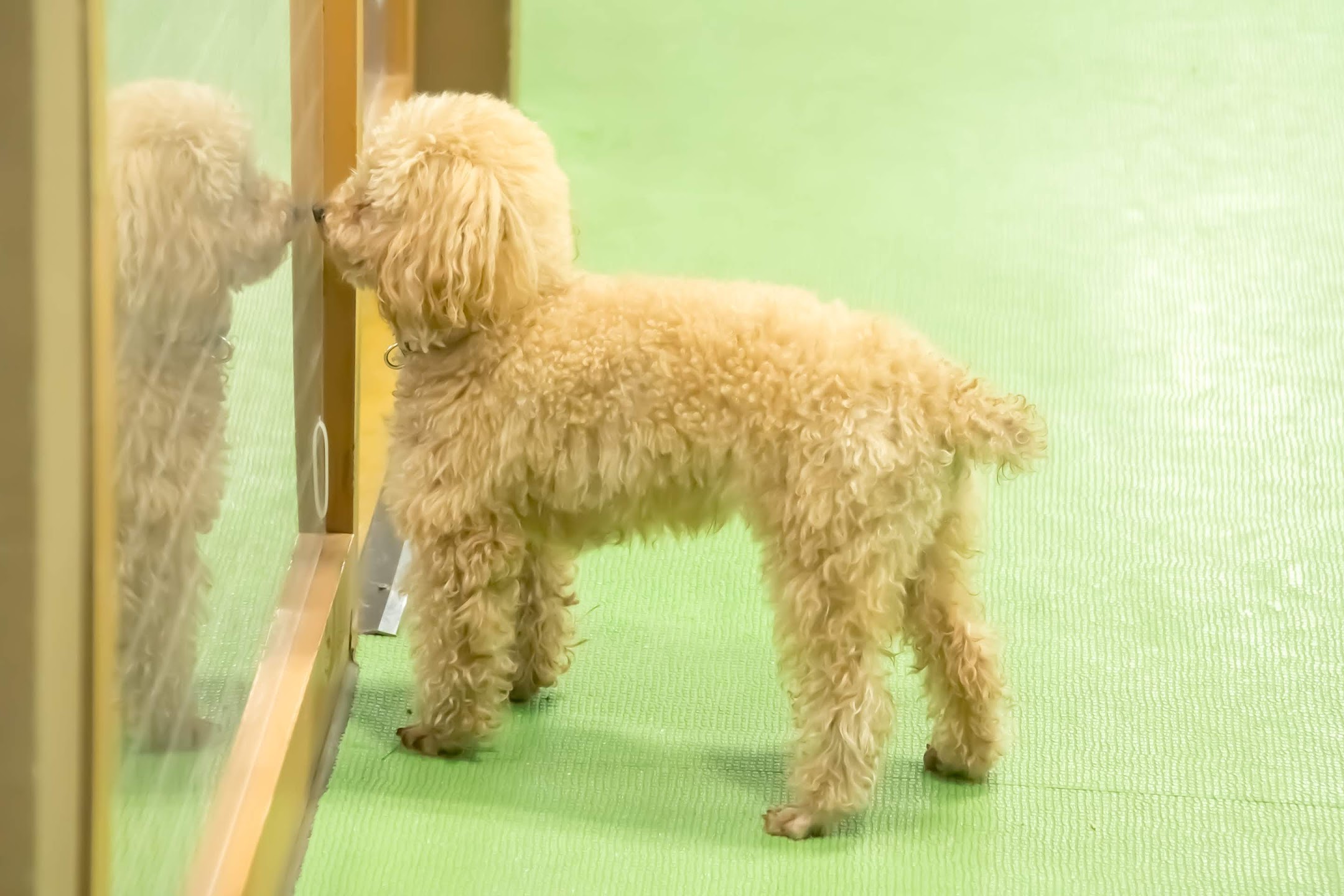 Kobe Animal Kingdom dog1