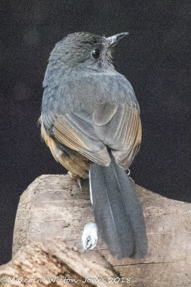 White-rumped Shama