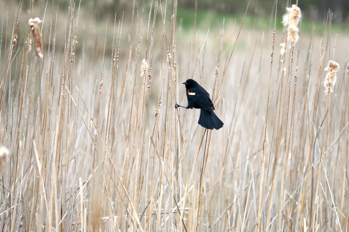 Red-winged blackbird (♂)