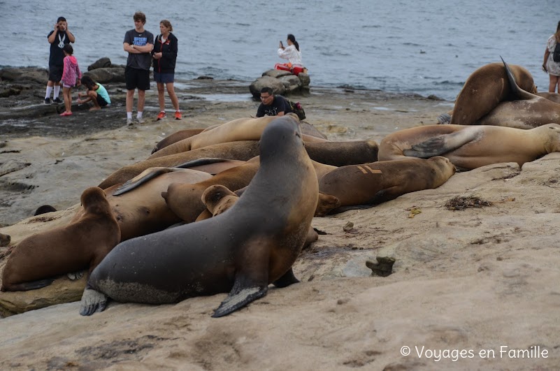 La Jolla, otaries