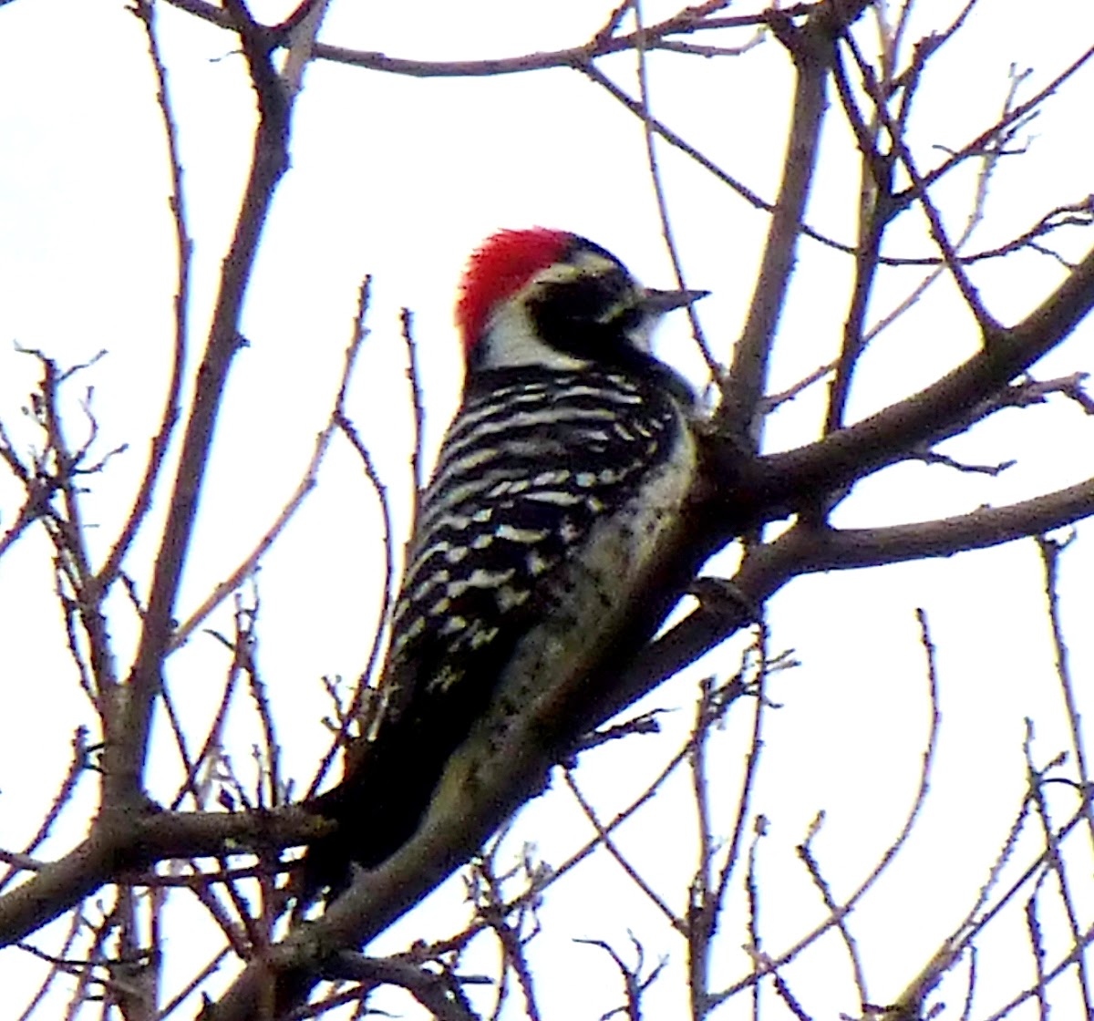 Nutalls Woodpecker male