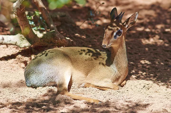 Wounds in Antelope 1.jpg