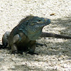 Blue Iguana