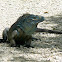 Blue Iguana