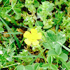 Creeping Buttercups