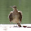 Greater Roadrunner