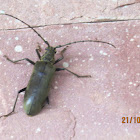 Longhorn Beetle