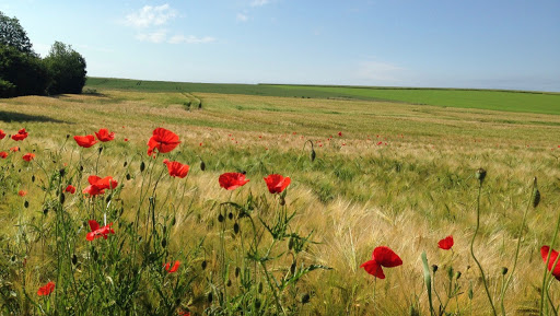 Vue bucolique sur la campagne