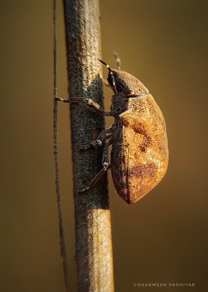 Shield Bug