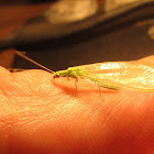 Green Lacewing