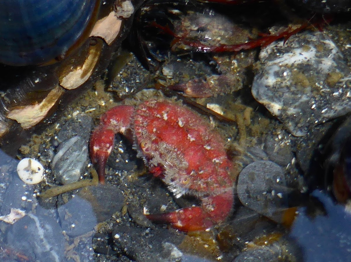 Pygmy Rock Crab