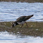 Lapwing