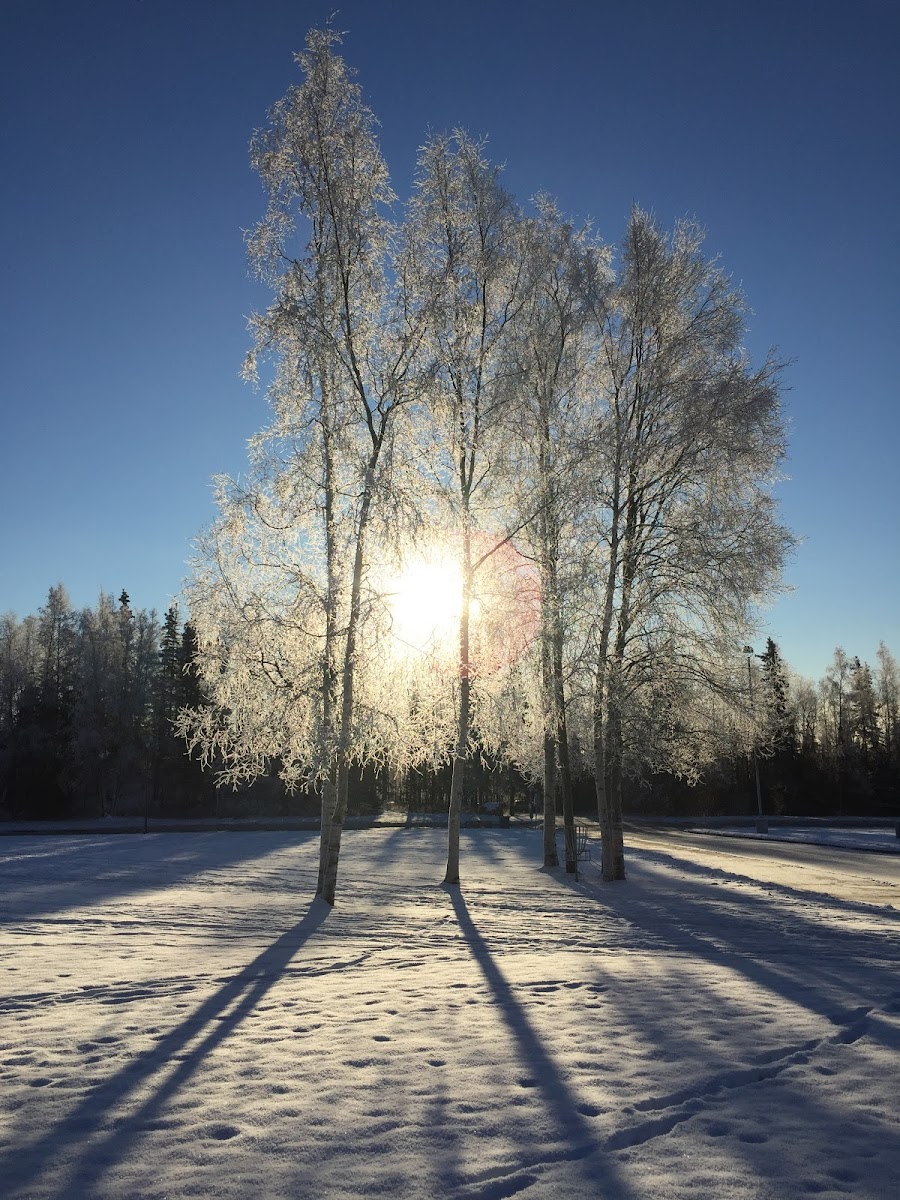 Paper Birch