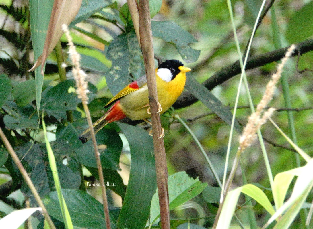 Silver-eared Mesia (Silver-eared Leiothrix)