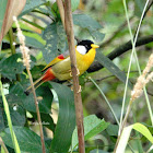 Silver-eared Mesia (Silver-eared Leiothrix)