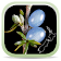 NZ Coprosma Key icon