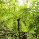 Helecho arborescente