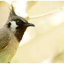 Himalayan Bulbul