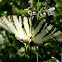 Scarce swallowtail ♀ (Ποδαλείριος)