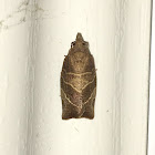 Three-lined Leafroller Moth