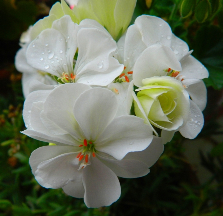 Fiore di Geranio di lucianalu