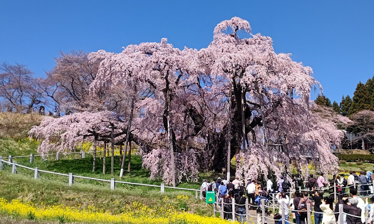 ビアンテの三春の滝桜・愛車と僕・結局コラボとは。。。・つづく…に関するカスタム事例の投稿画像1枚目