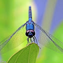 Black Stream Glider