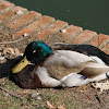 Duck (Male)