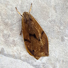 Erebid Moth