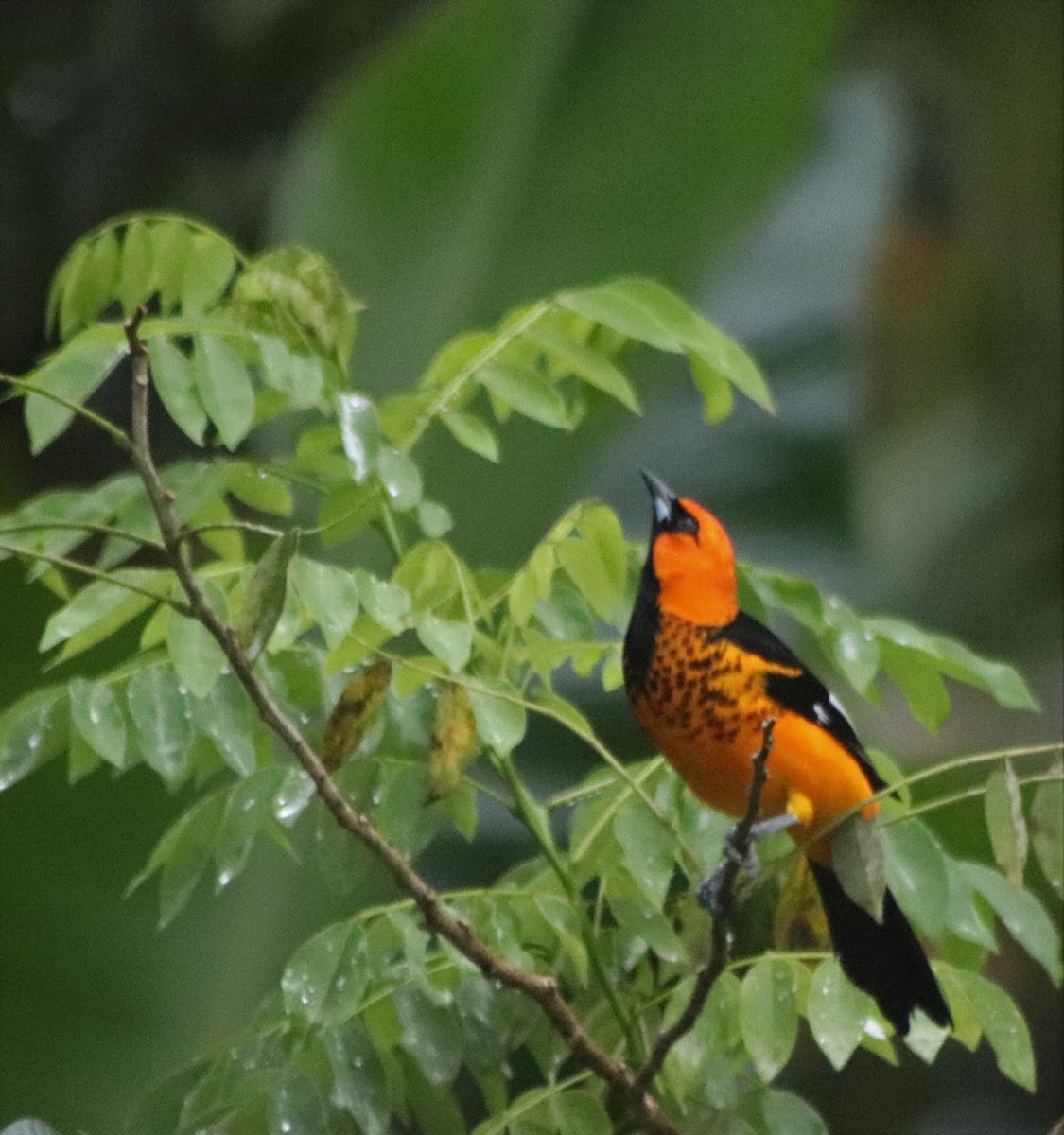 Spot-Breasted Oriole