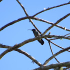 White-vented violetear