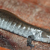 Small Mouth Salamander