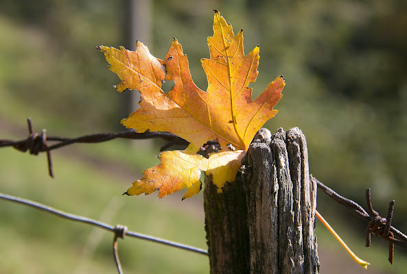 Si sta come d'autunno di Matteo Pasotti