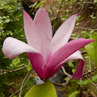 Japanese Magnolia