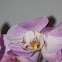 Moth Orchid