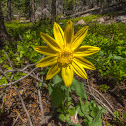 Unknown Wildflower