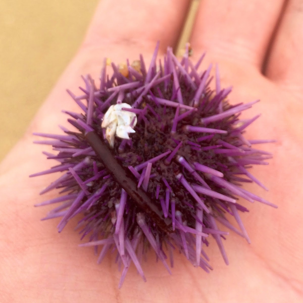 Purple Sea Urchin