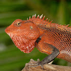 Oriental Garden Lizard