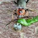 Soldier Beetle