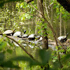 Yellow-Bellied Sliders