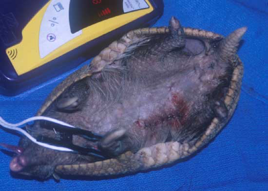 Pulse oximetry monitoring of an anesthetized three-banded armadillo (Tolypeutes matacus).