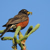 American Robin