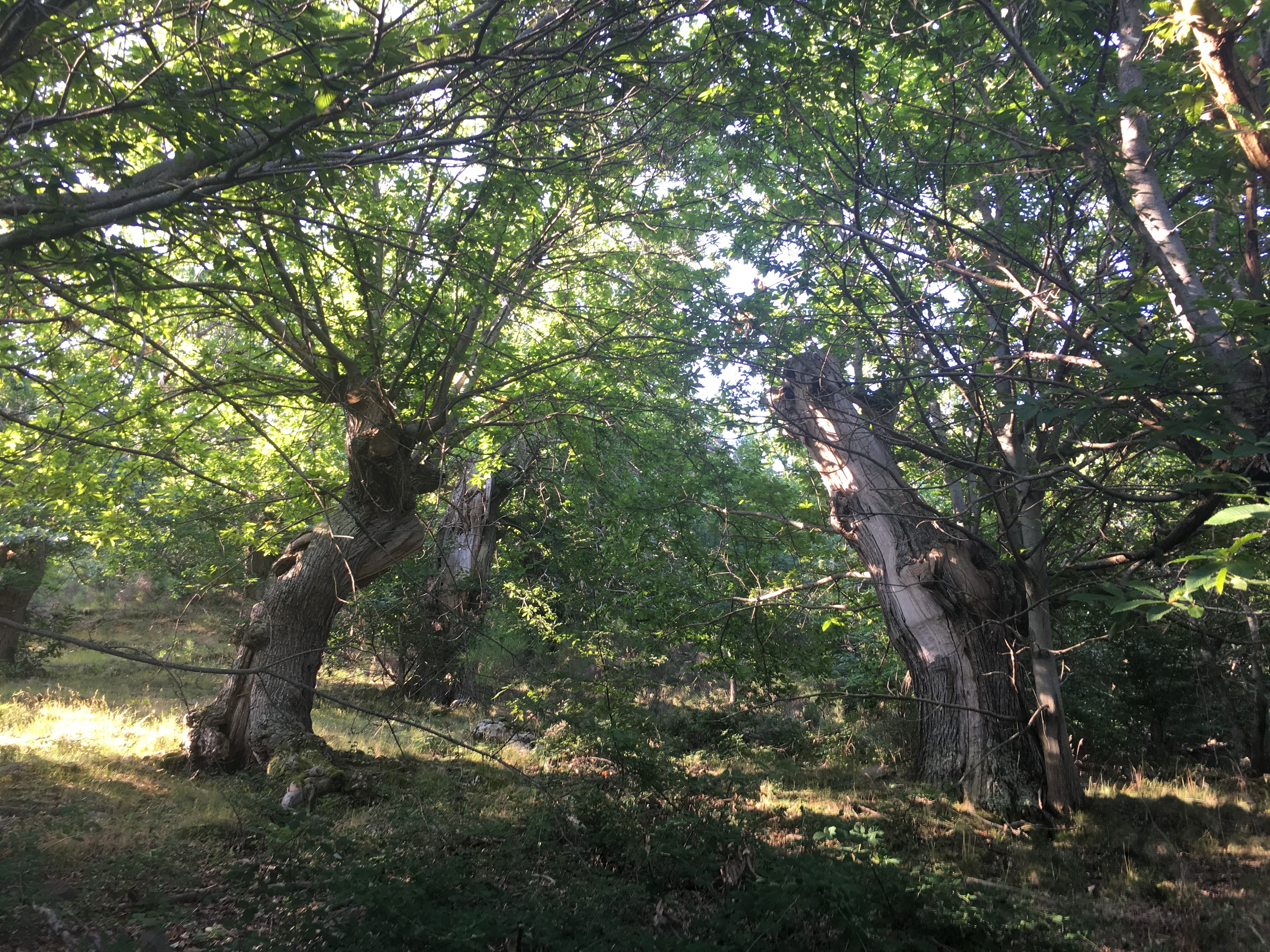 Walking along pathways lined with century-old chestnut trees in Riserva Poggio dell'Olmo